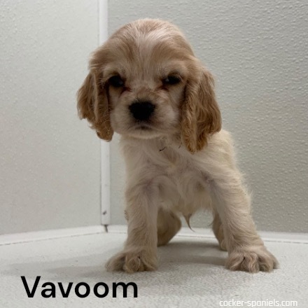 puppy, for, sale, Cocker Spaniel, Joe & Cherri  Overlease, dog, breeder, Miller, MO, dog-breeder, puppy-for-sale, forsale, nearby, find, puppyfind, locator, puppylocator, aca